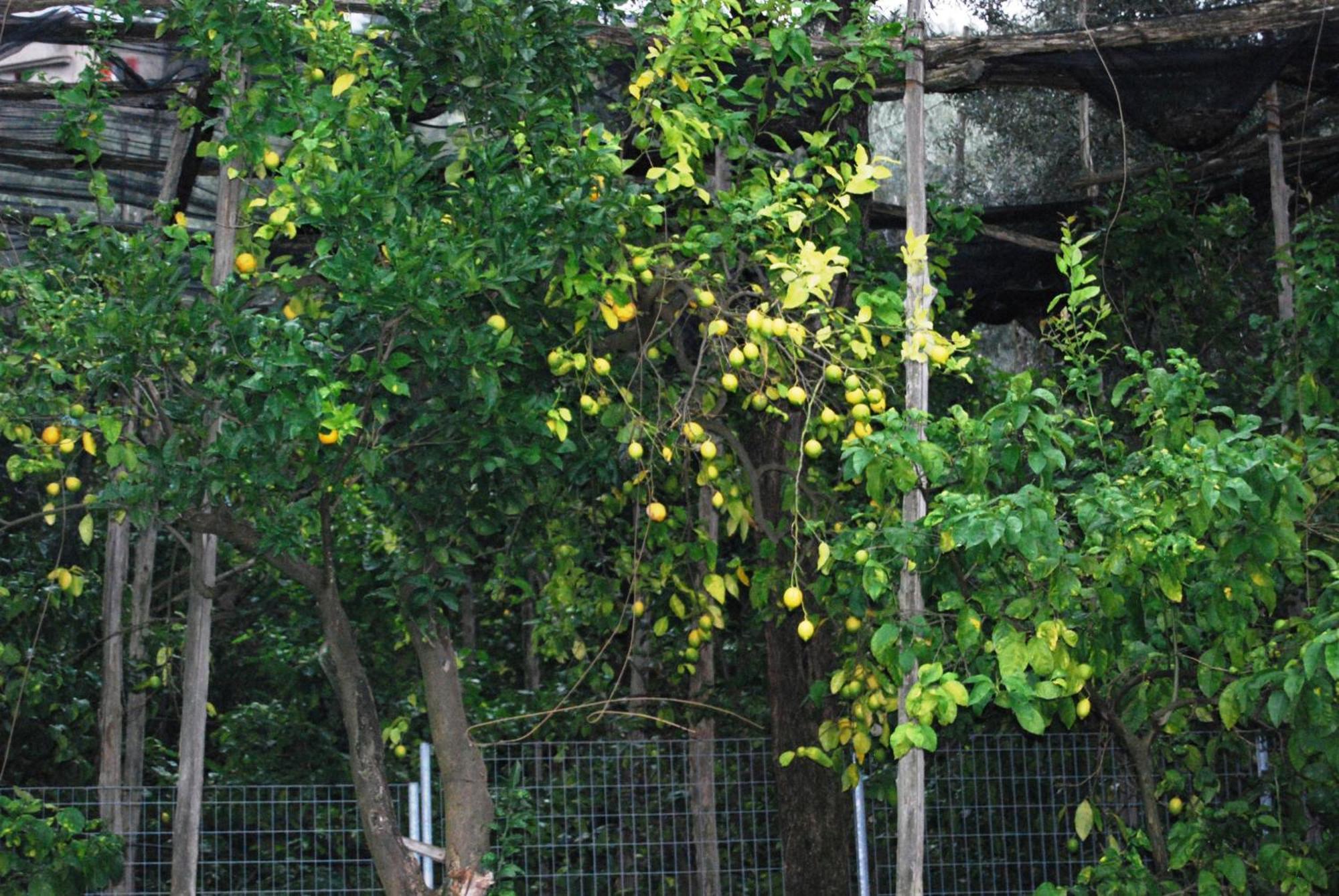 Sorrento Studios Lemons Hill Стая снимка