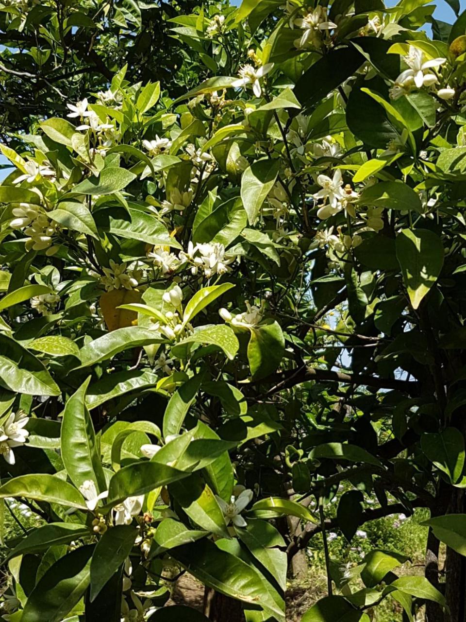 Sorrento Studios Lemons Hill Екстериор снимка